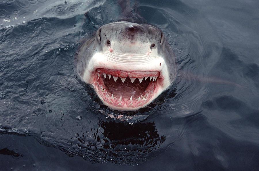 great-white-shark-smile-australia-mike-p