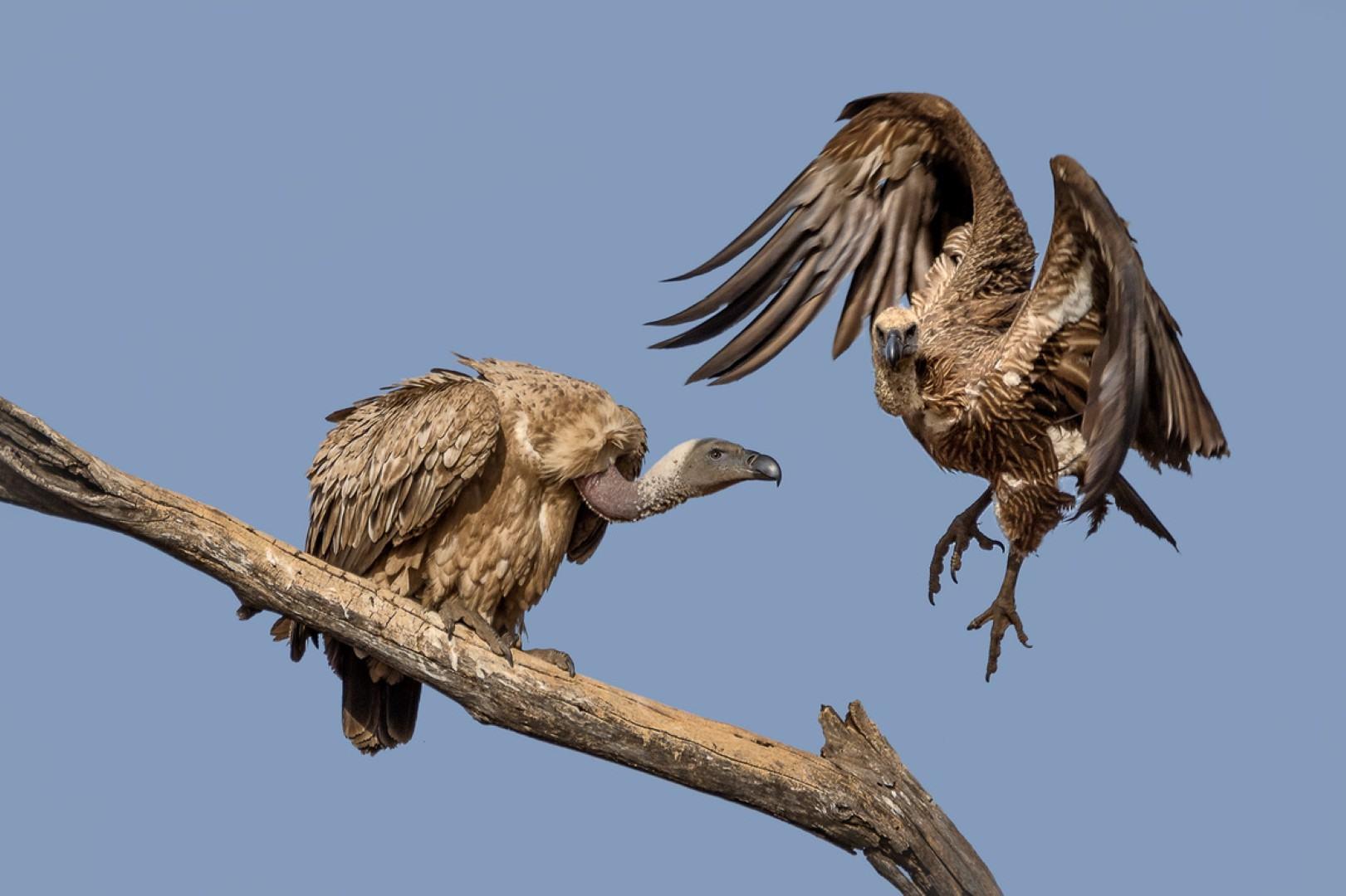 vulture-les-ellingham