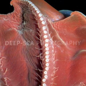 grimpoteuthis arm-300x300