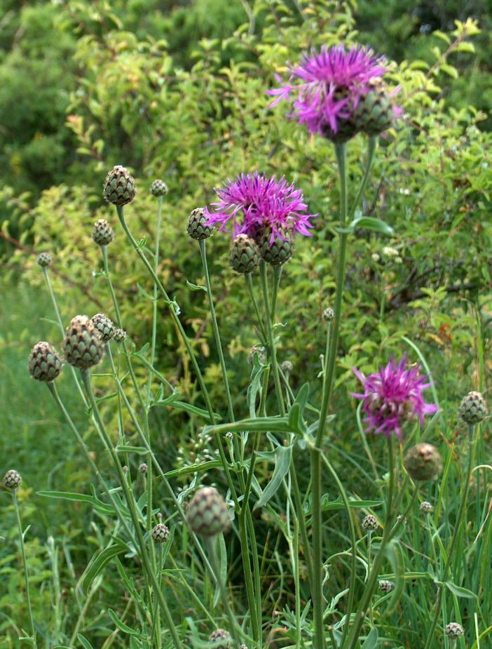 Centaurea scabiosa flower