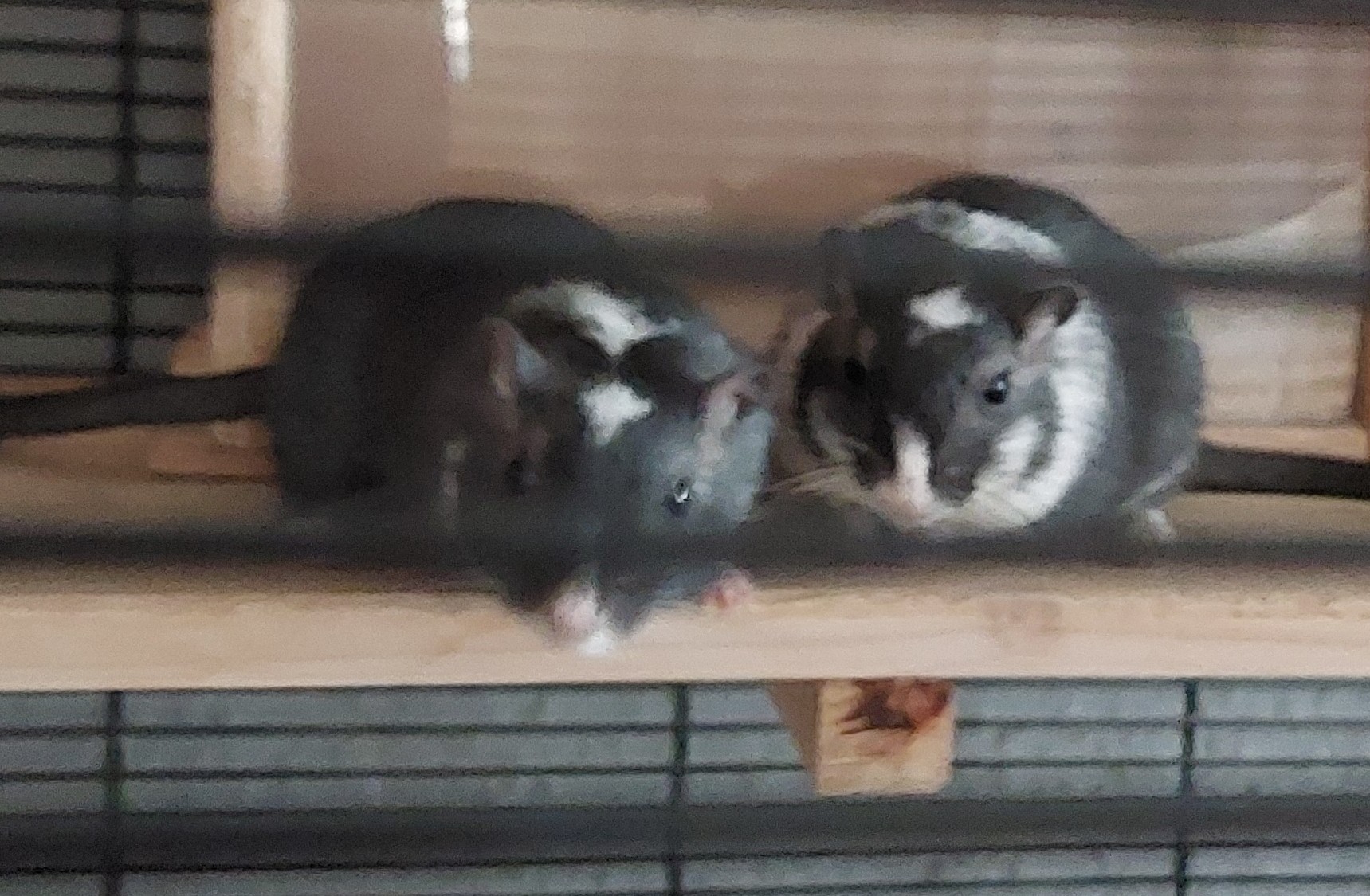 Trio 012