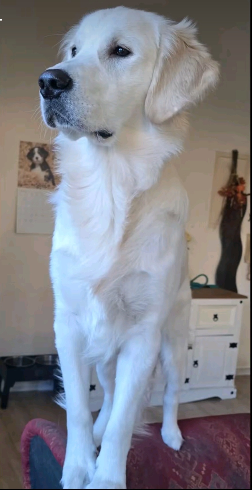 Screenshot 20260824 201512 TikTok