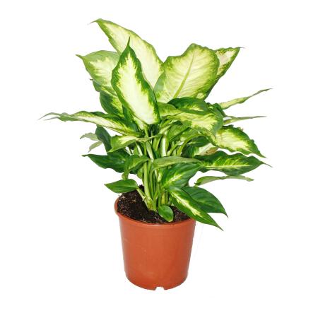 dieffenbachia-zimmerpflanzen-topfpflanze