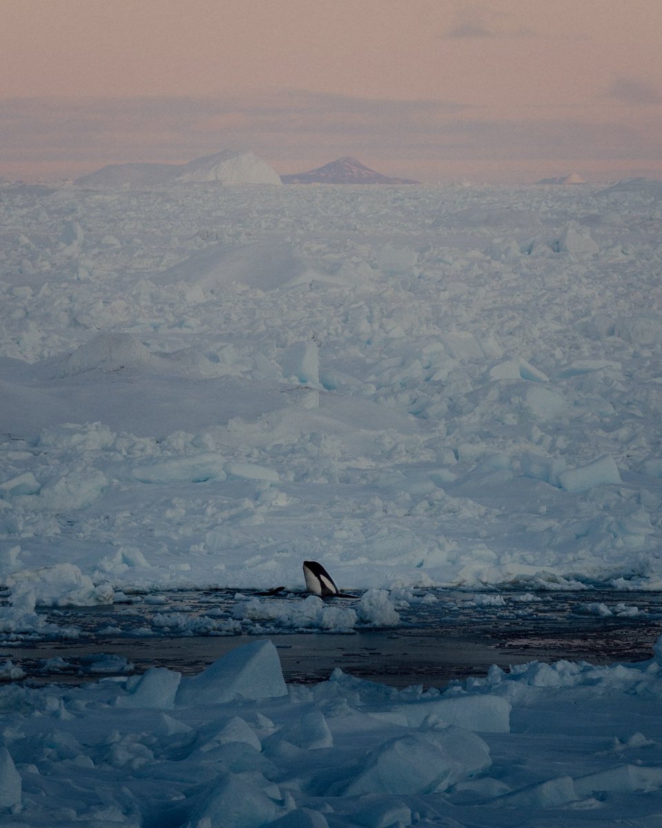 Orca in Antarktis - Copy
