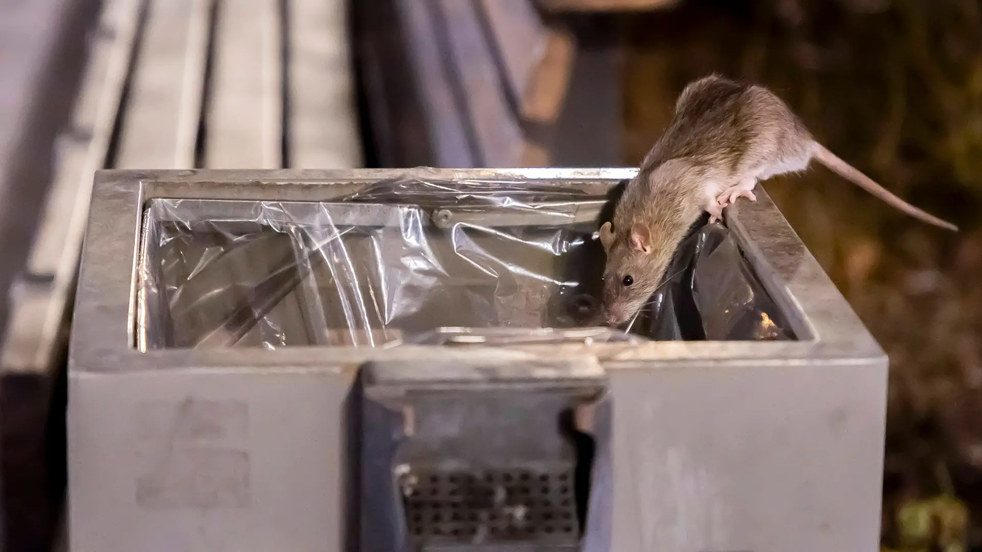 ratten218.webp