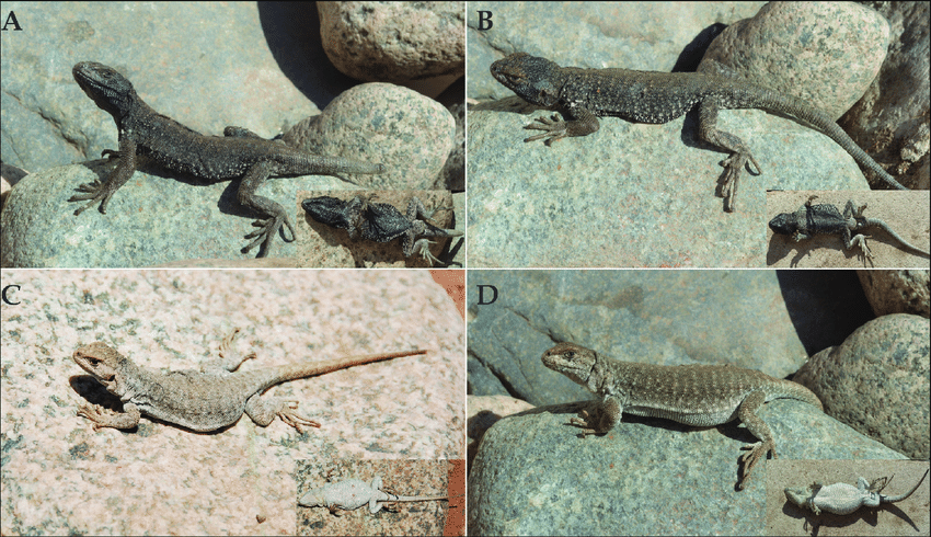 Figura-3-Vista-dorsal-y-ventral-de-los-n