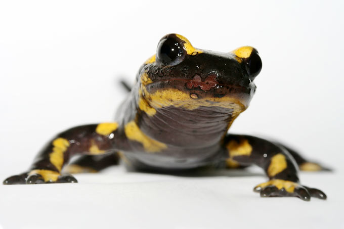 160323-feuersalamander-frank-pasmans-uni