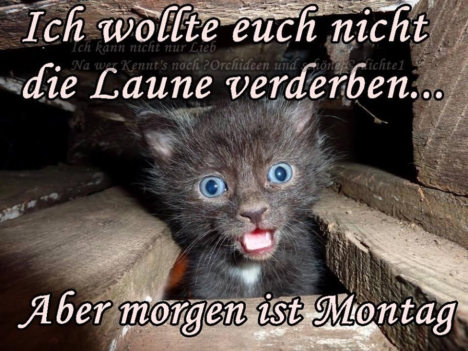 morgen-ist-montag 016