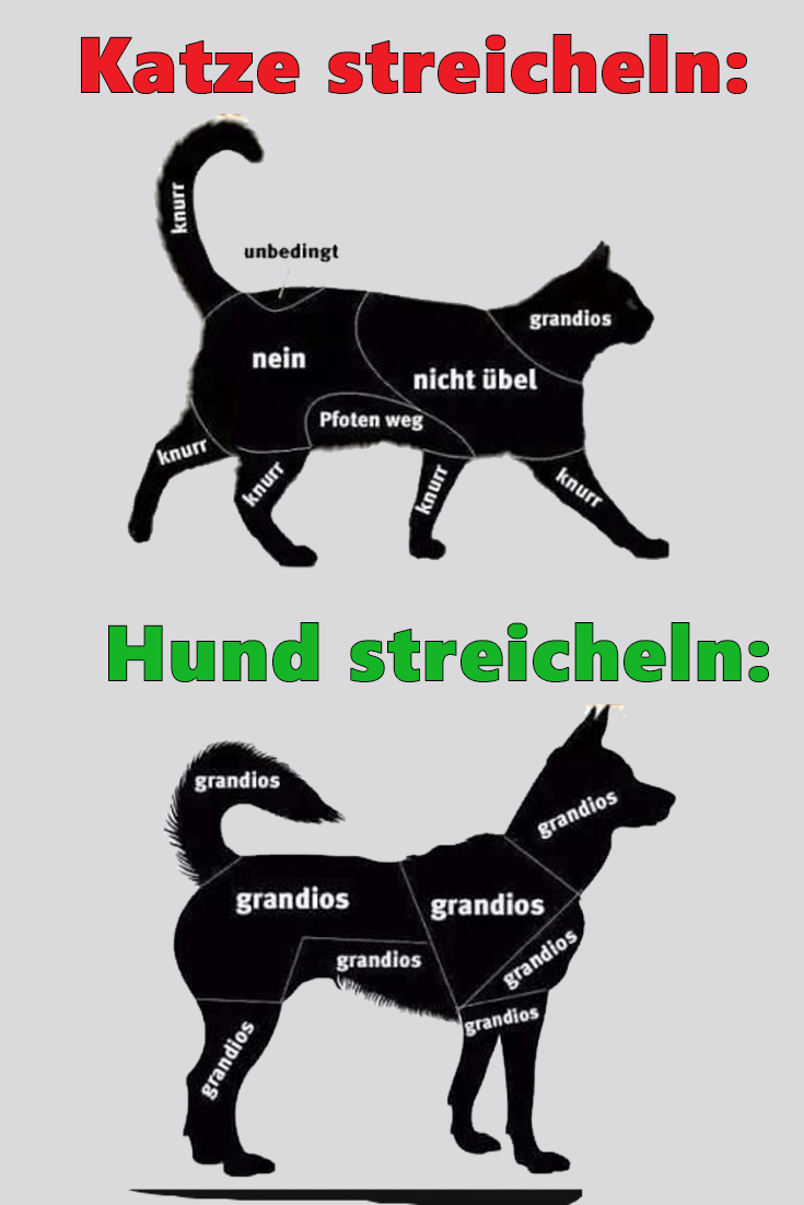 katze-streicheln-hoch