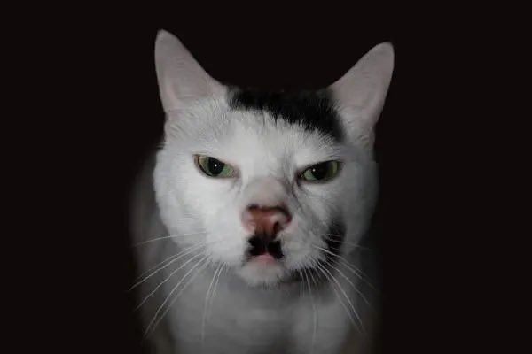Hitler Katze - Copy