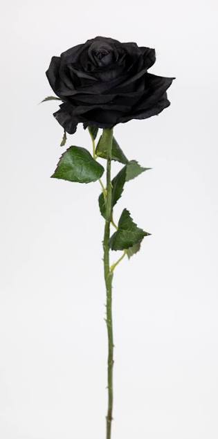images 36