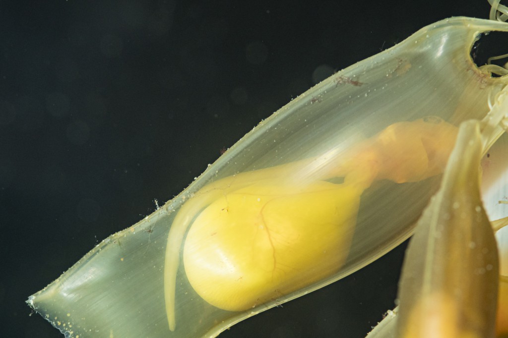 kleingefleckter katzenhaieier ZO56750