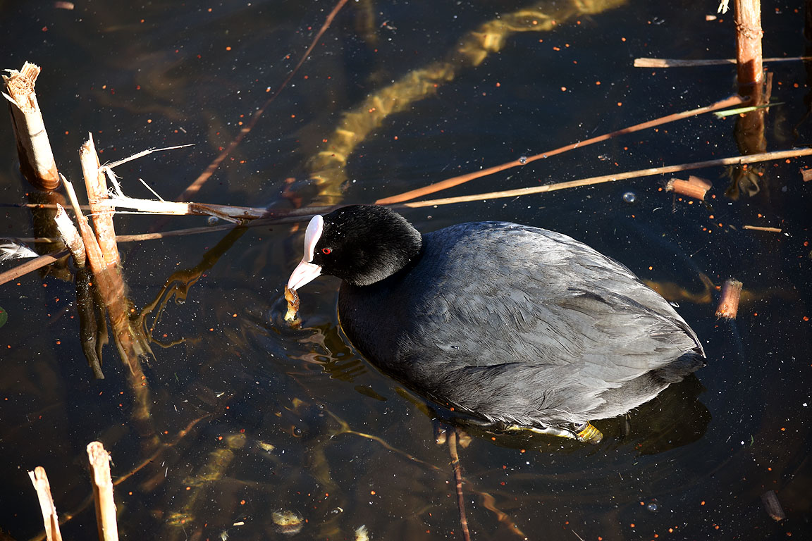 356de038-bf9a-43b4-b8d1-30f6131d6ddd