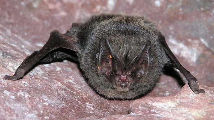 mopsfledermaus