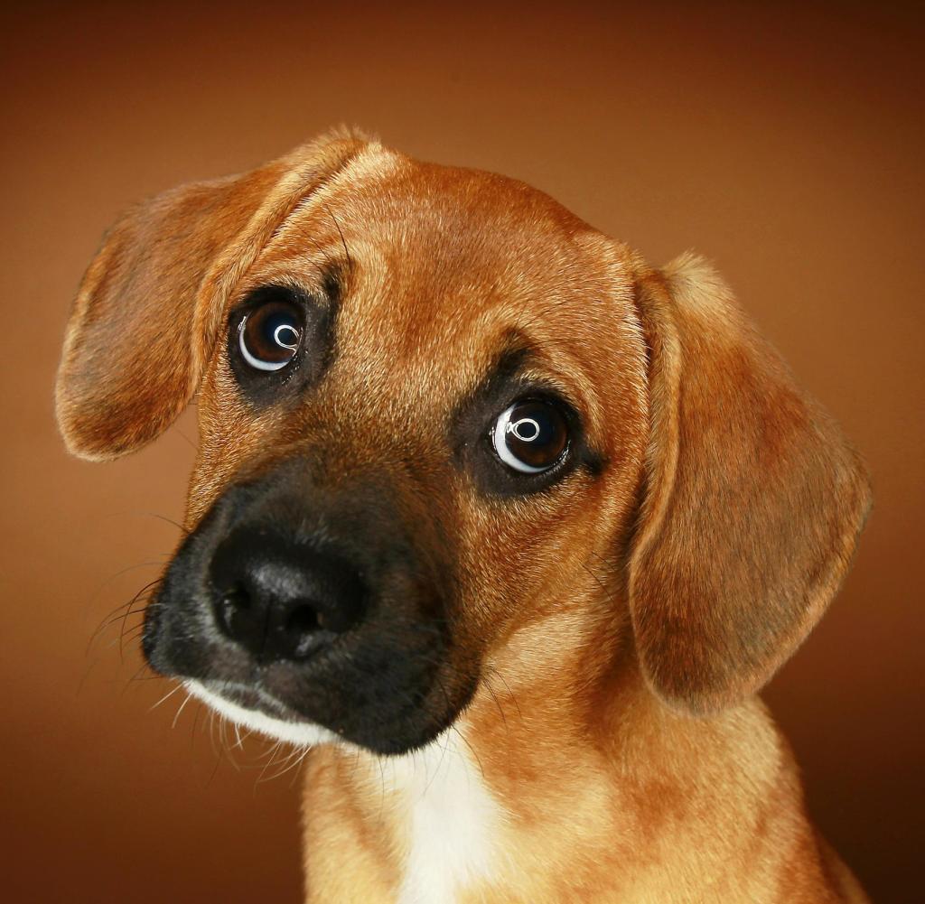 A-portrait-of-a-beagle-that-was-a-rescue