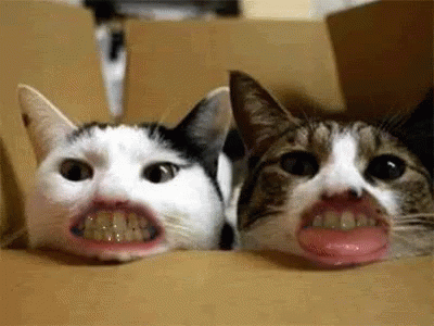 lustige-katzen-gifs-201