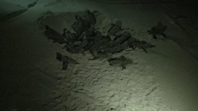 turtle hatchlings ramla hamra 