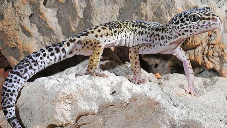 Ratgeber Terra leopardgecko 1200x527