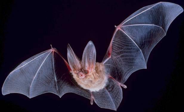 Big-eared-townsend-fledermaus