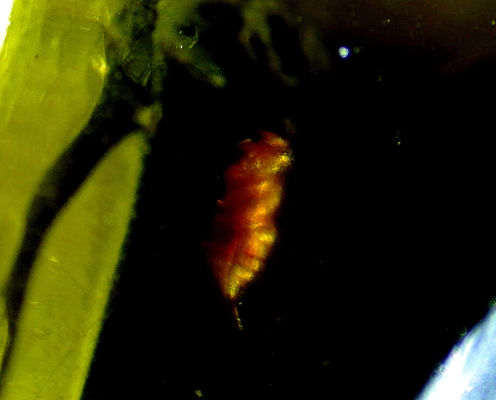 IMGP0981