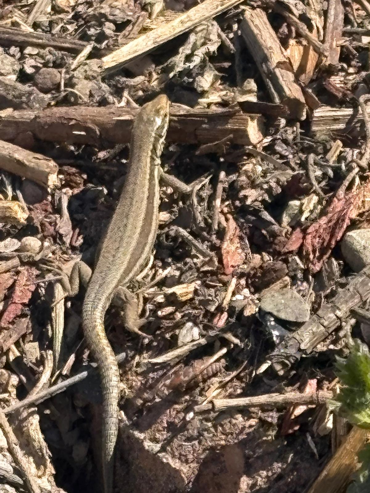 Salamander 2