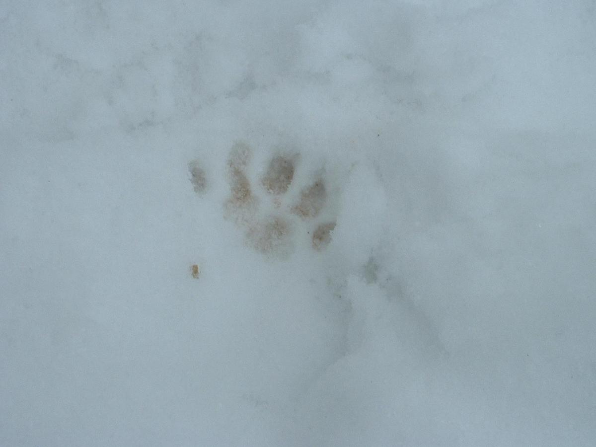 /dateien/0,1355314278,Spuren im Schnee