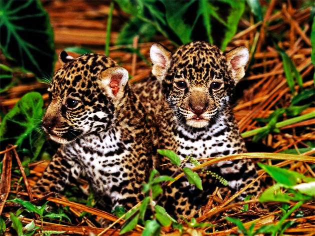 /dateien/122930,1461179671,jaguar-cubs