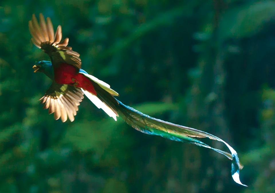 /dateien/55888,1378887951,Quetzal-bird-pic-0