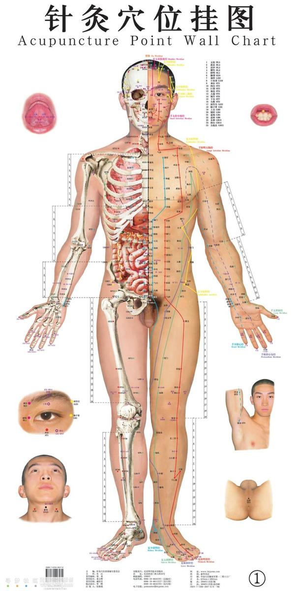 /dateien/70318,1296680352,acupuncture2520point2520wall2520chart25201