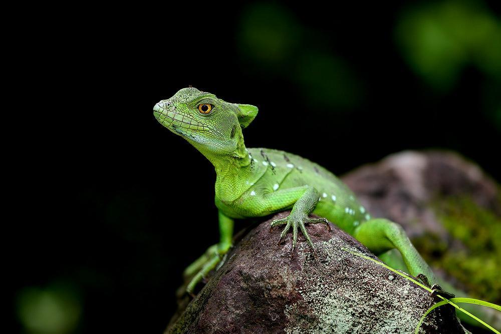 /dateien/70696,1297956601,EPV0102neu250::Thomas Herzog reptil jesus-christ-lizard helmbasilisk echse