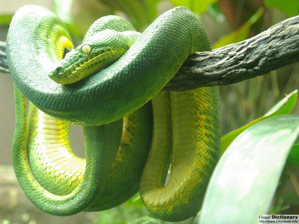 /dateien/70696,1297977885,emeraldtreeboa