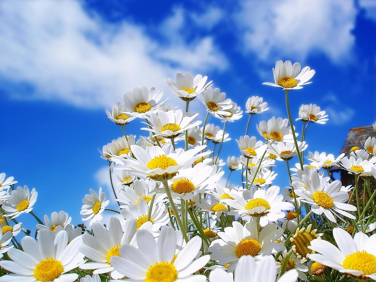 /dateien/71728,1300104296,spring-daisy-wallpapers 8455 1600x1200