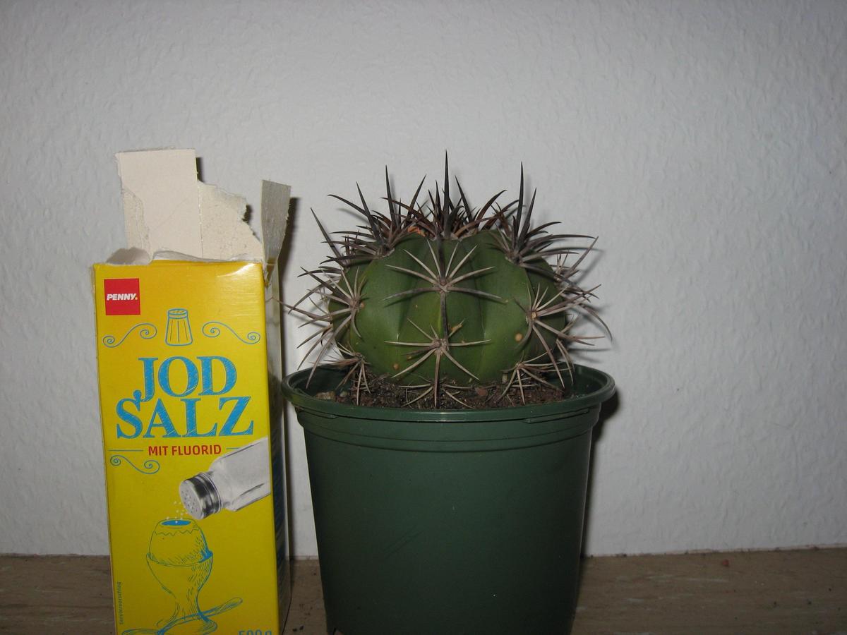 /dateien/89104,1382819329,melocactusseite1