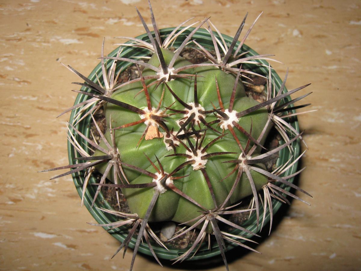 /dateien/89104,1382819373,melocactusvonoben1