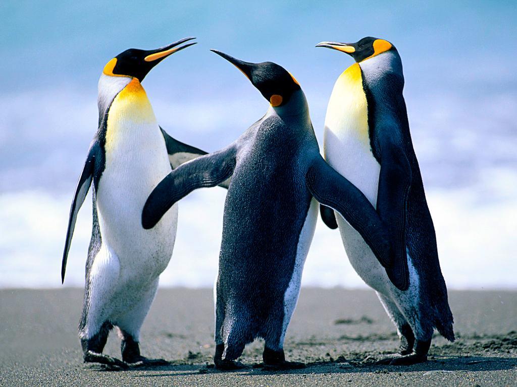 /dateien/96158,1356104012,Penguins