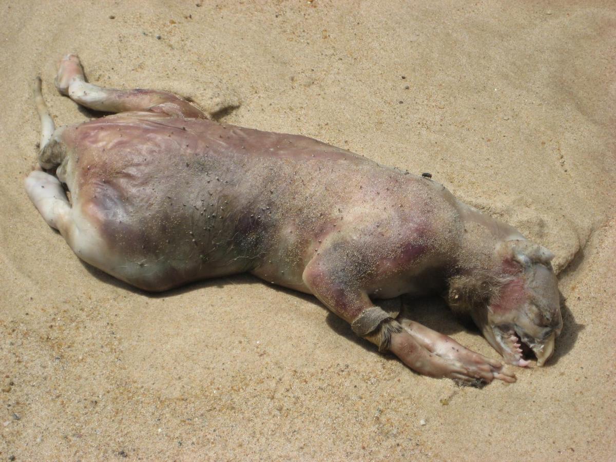 /dateien/mt25921,1242068559,montauk monster HIRES 1