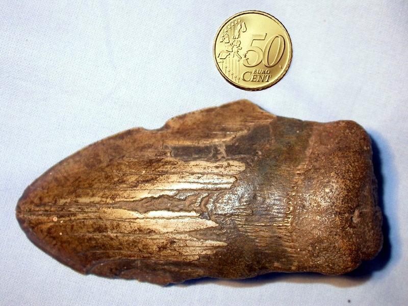 /dateien/mt28995,1154940474,Megalodon tooth Euro