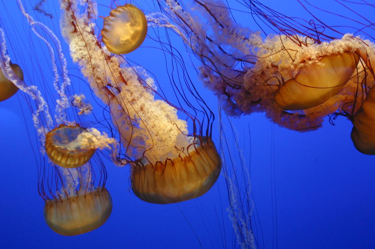 /dateien/mt33891,1217680164,mb-jellyfish-1