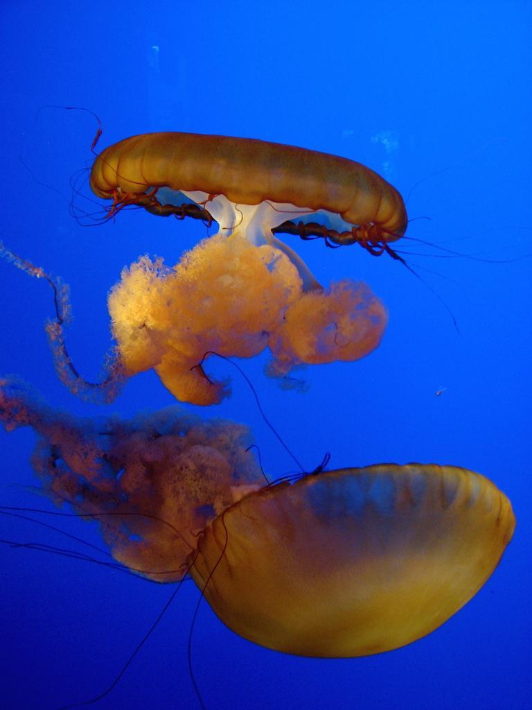 /dateien/mt33891,1231491811,jellyfish