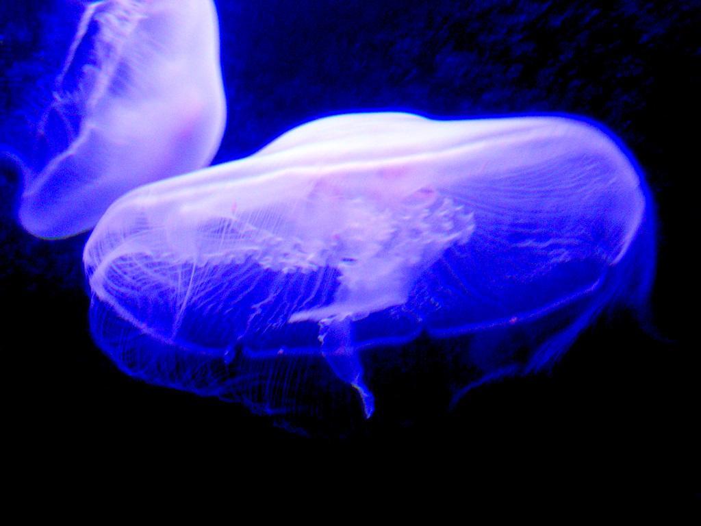 /dateien/mt33891,1231491896,jellyfish