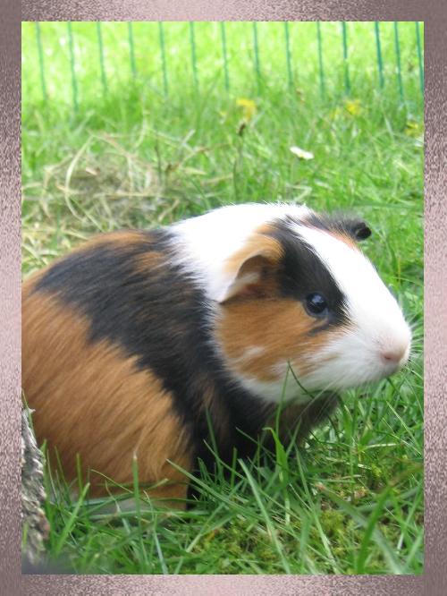 /dateien/mt33891,1232547213,Bild-Meerschwein