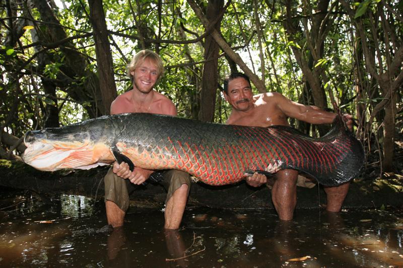 /dateien/mt33891,1242853775,080326 arapaima 1