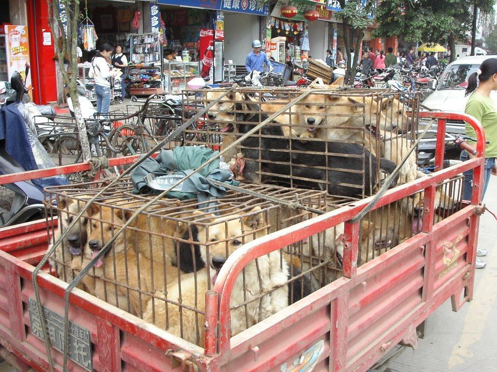 /dateien/mt36326,1229893179,tiere