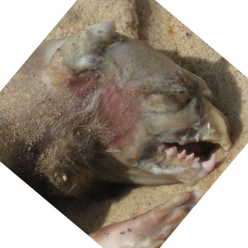 /dateien/mt45889,1217969856,montauk monster HIRES 2