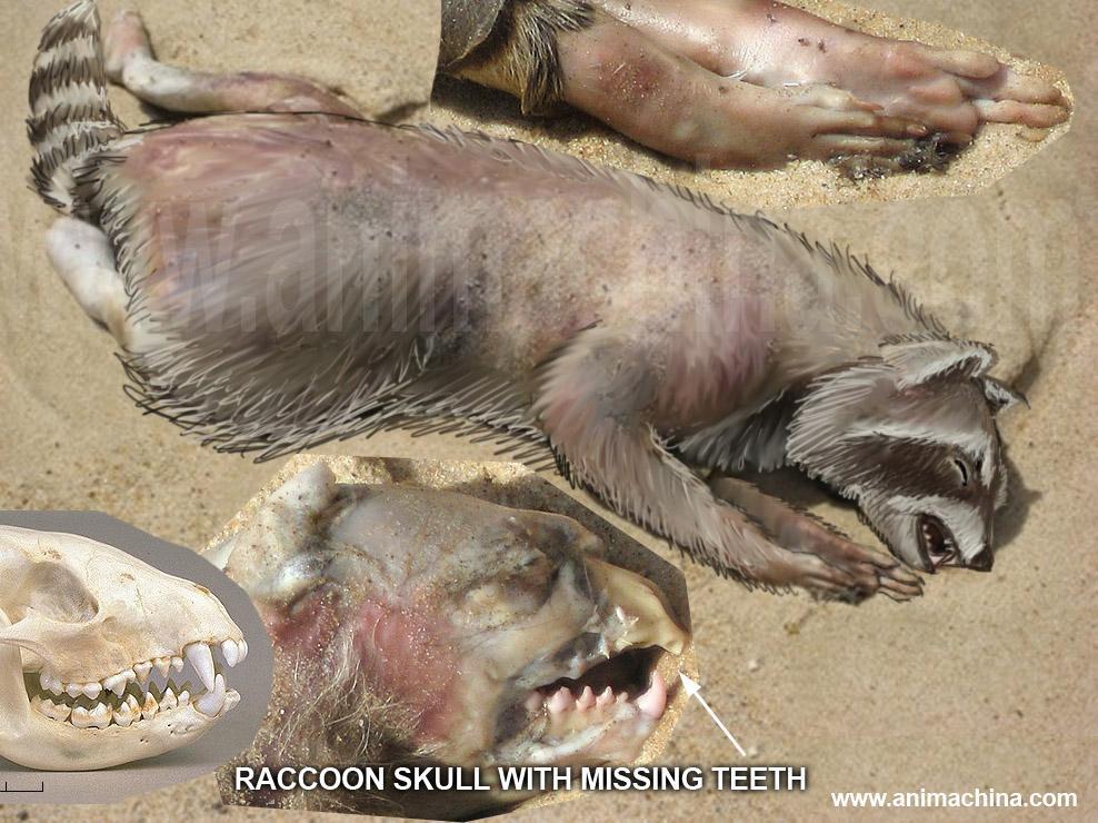 /dateien/mt54538,1279708700,montauk monster racoon