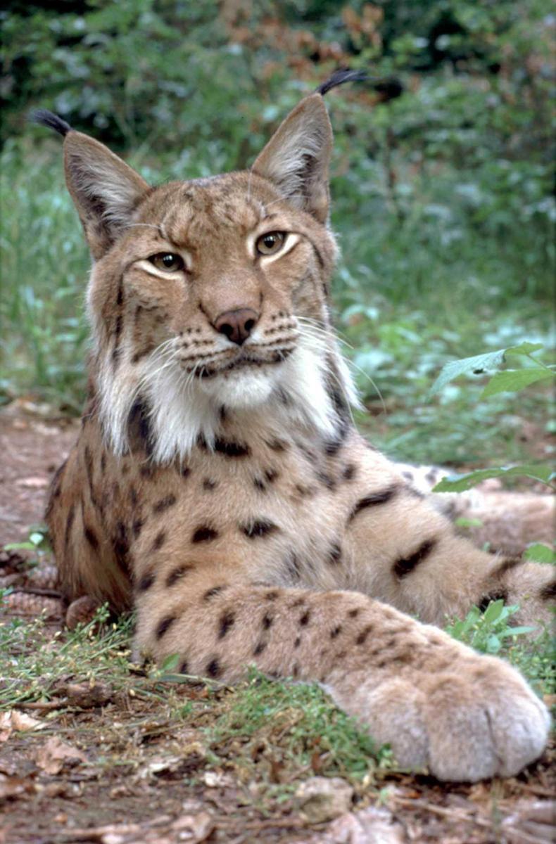 /dateien/mt57982,1258395197,luchs5 anders