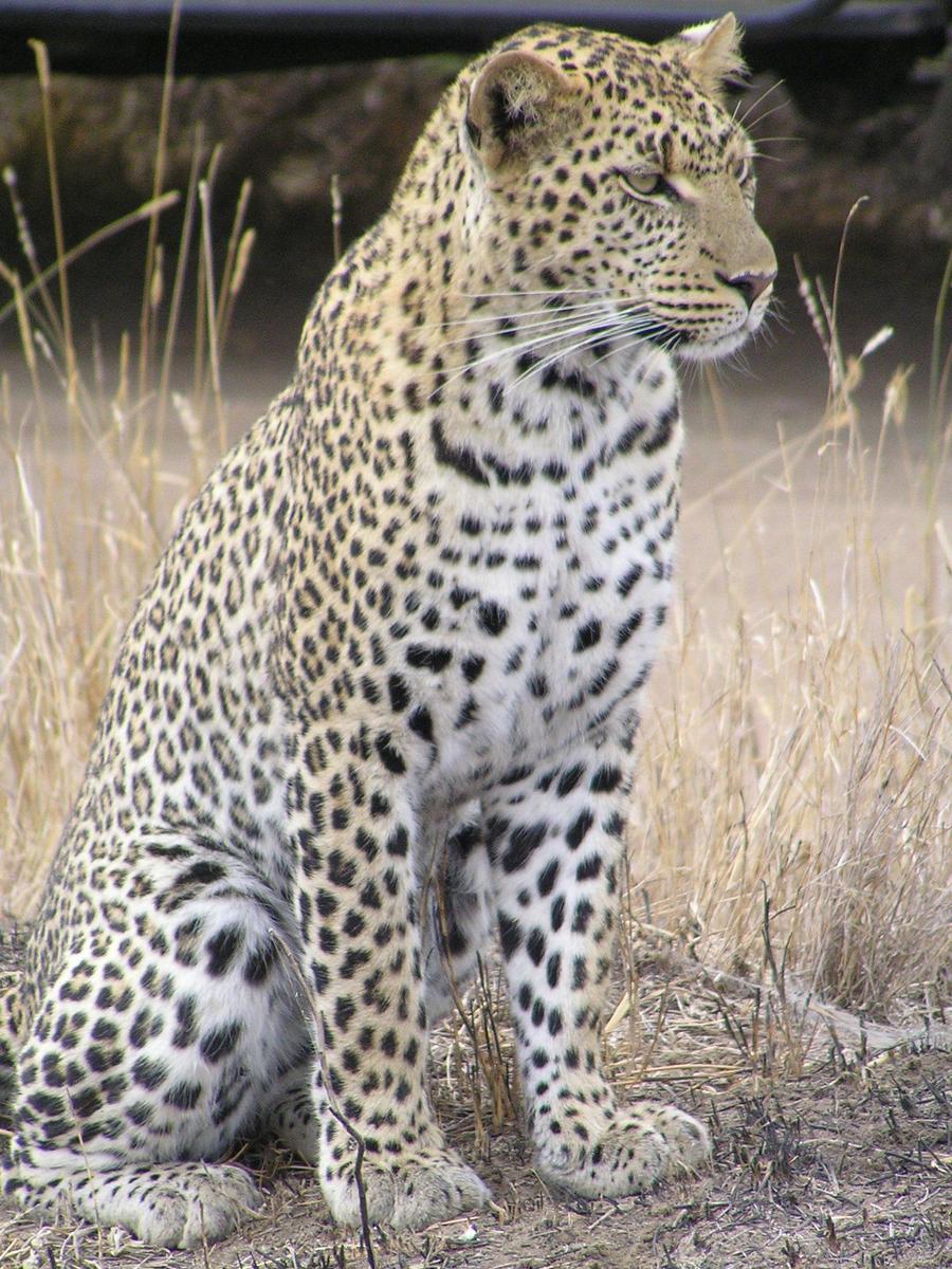 /dateien/mt57982,1258445133,Leopard africa