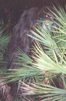 /dateien/mt64184,1279309905,220px-Myakka skunk ape 1