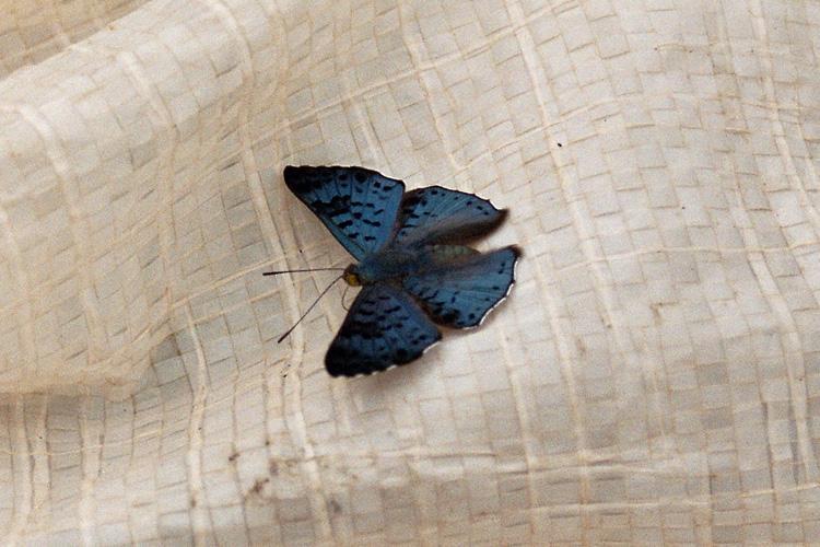 /dateien/pr61857,1270822341,rio-negro butterfly 02gr