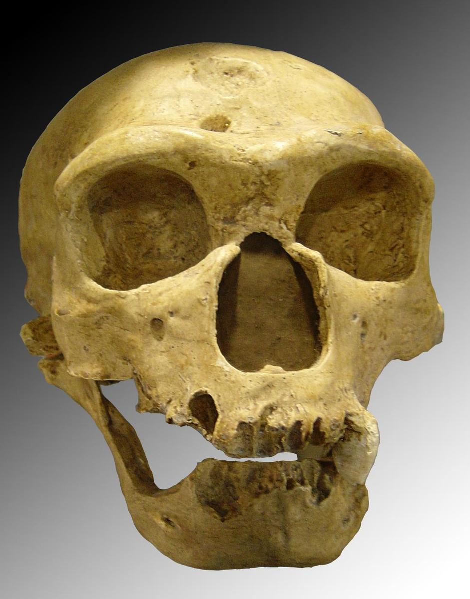 /dateien/rs3448,1274358307,Homo sapiens neanderthalensis